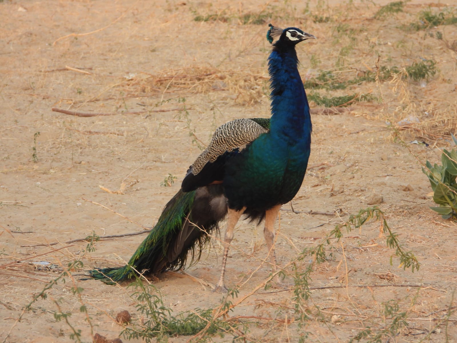 Avifaunal Surveys